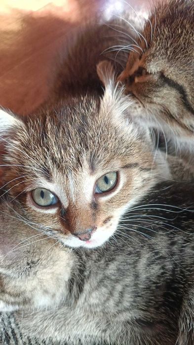 Котята ищут любящий дом
