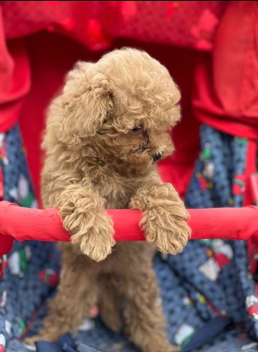 Продавам пудели момичета