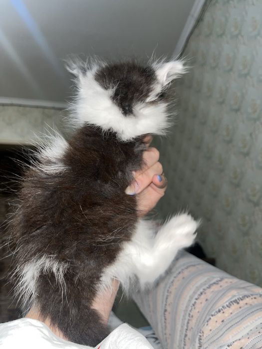 Отдам котенка в доьрые руки
