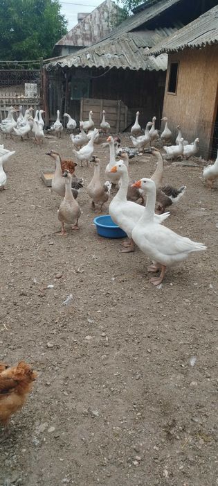 Vând gâște metiș din africane și emndem