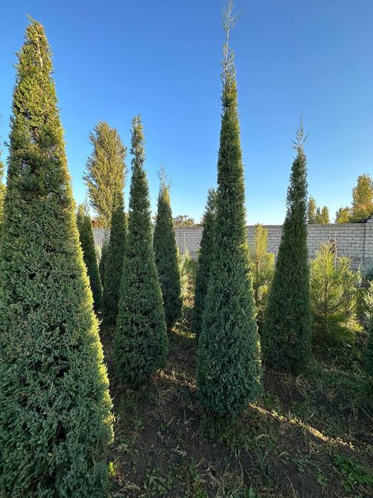 Арча маживелник 3.5м