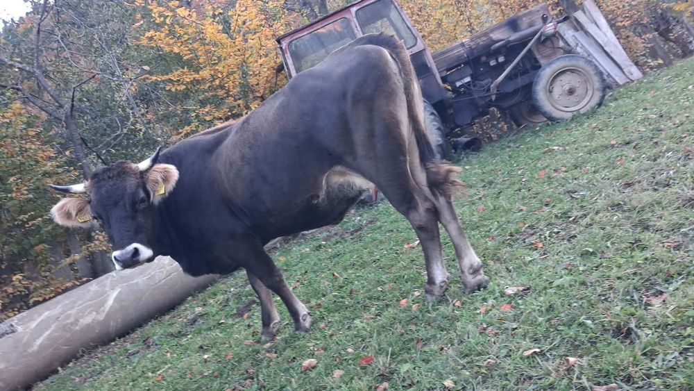 Vând văcuță tânără la prima fătare