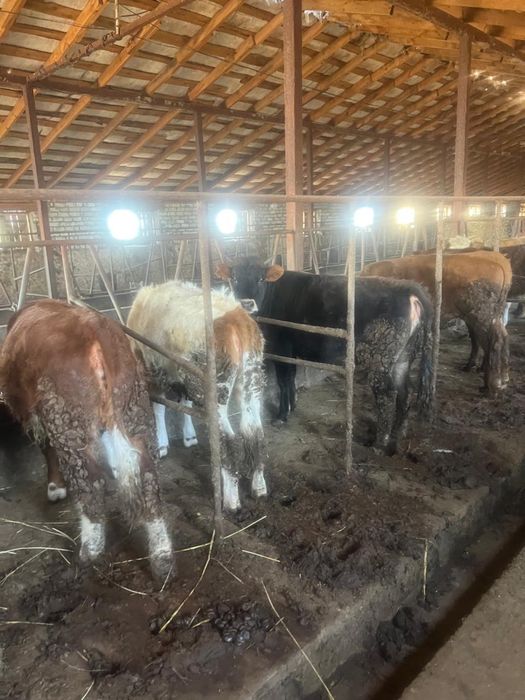 Тайынша телки жемде турган оптом