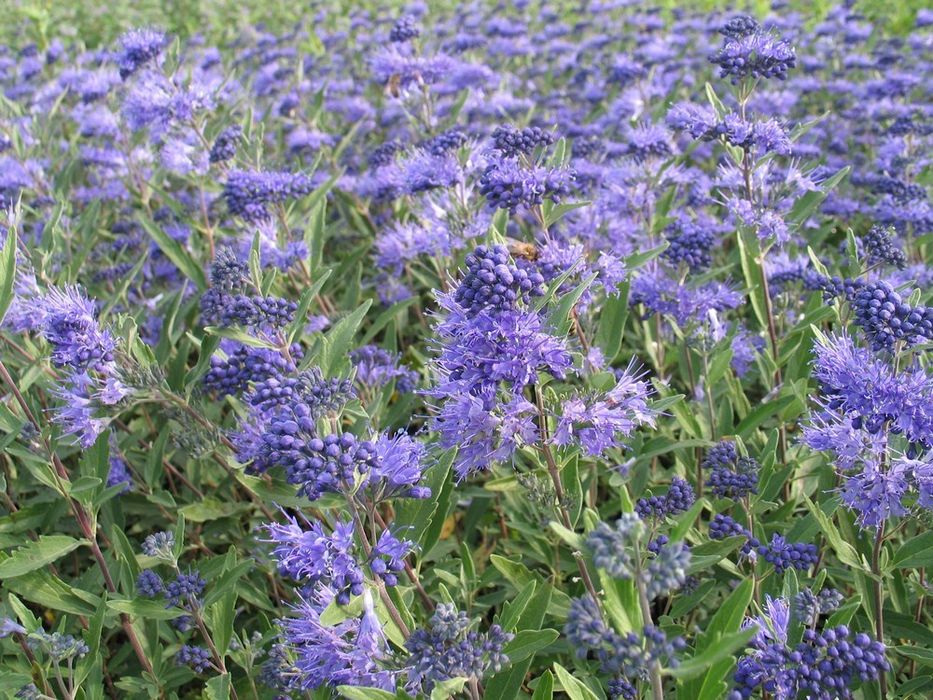 ЕВОДИЯ,СОФОРА,КАРИОПТЕРИС-медоносни дървета и храсти.