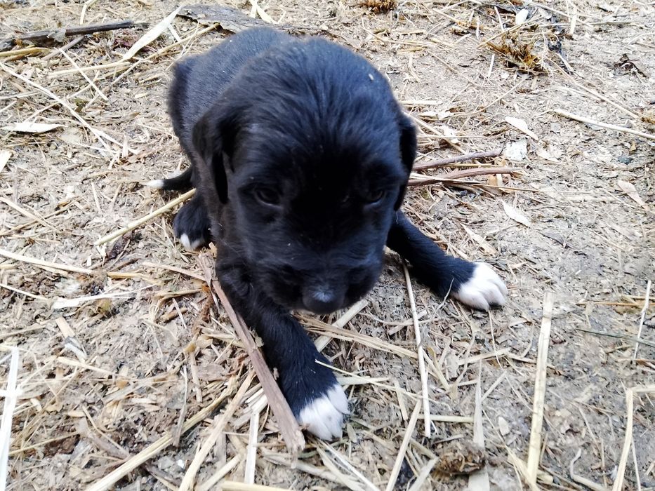 Продам щенят тазы