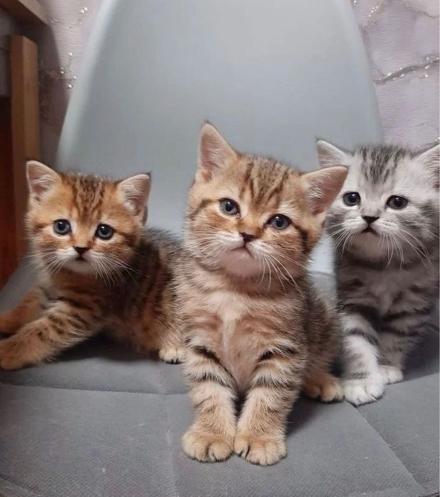 Котята скоттиш-страйт