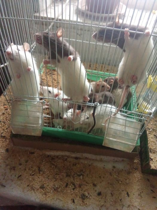 Продам крыс к рукам приучены