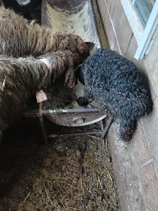 Продам Баранов с Ягнятами