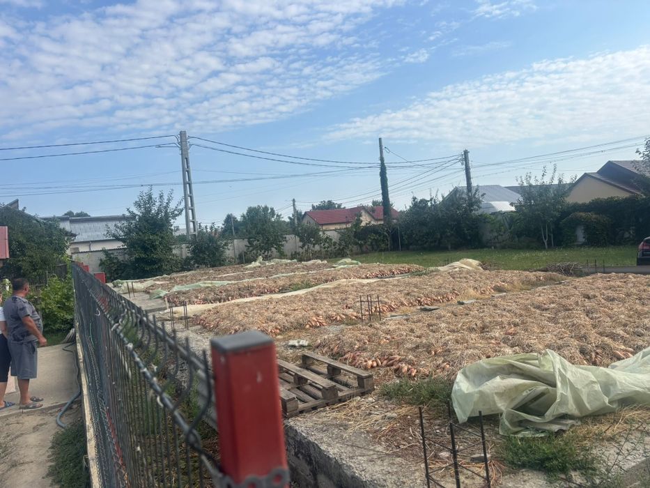 Ceapa roșie de apa.