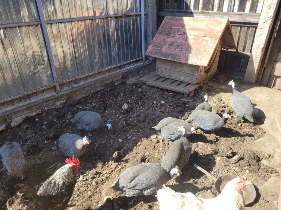 Vând bibilici frumoase