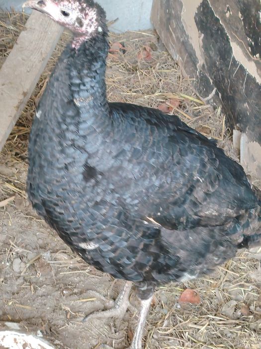 Kurkalar tezda sotiladi