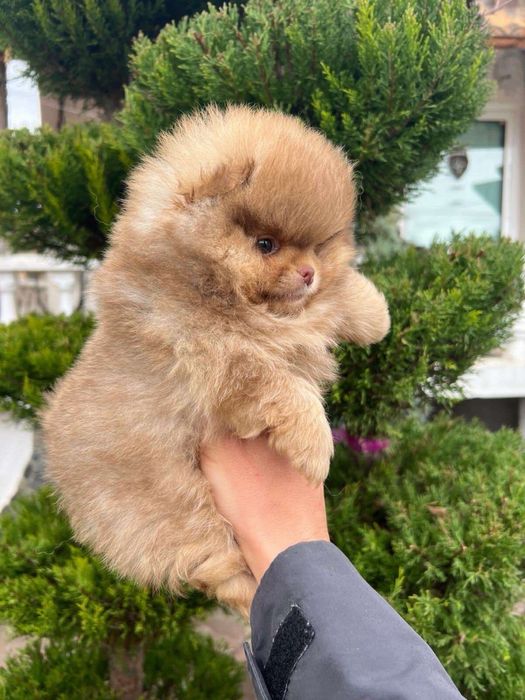 Померан/Poomeranian