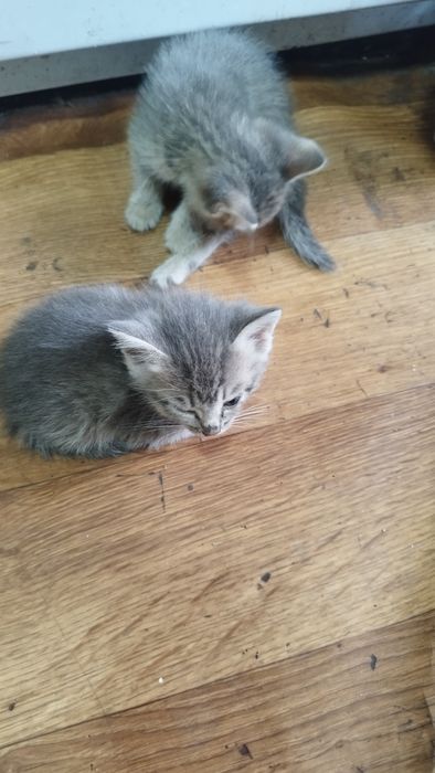 Одам котят в добрый руки