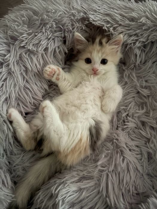 Кошечка в добрые руки