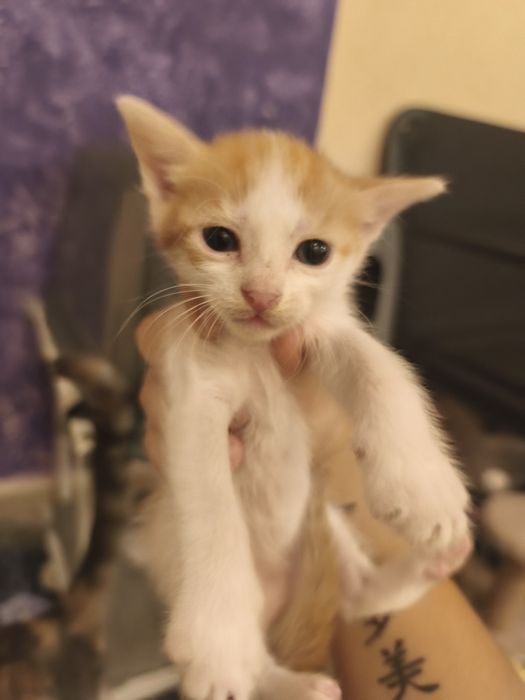 Подарявам сладки котенца