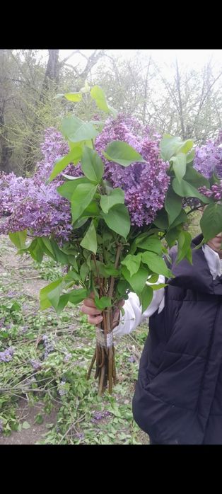 Сирень оптом и букеты