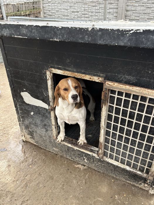 Catel Beagle, donez.