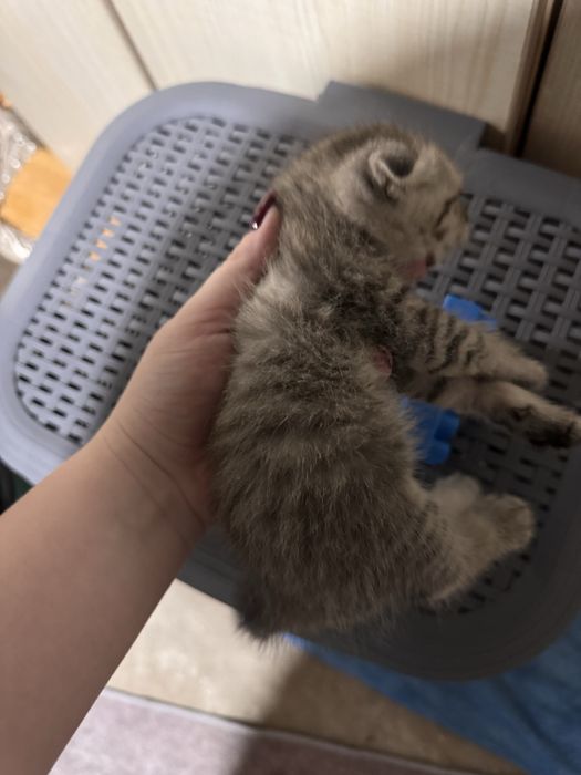 Отдам котят в хорошие руки