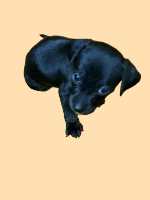 Продам щенка той-терьера