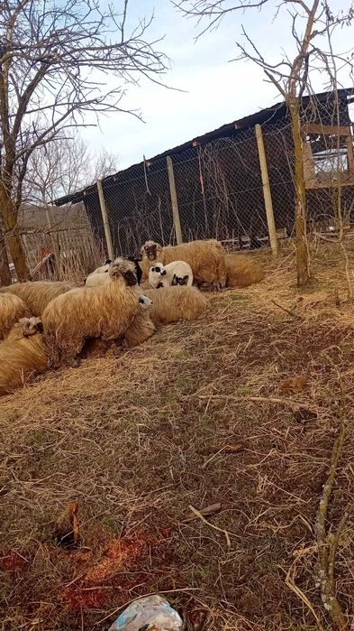 Salut vănd 19 oi turcane cu miel langa ele