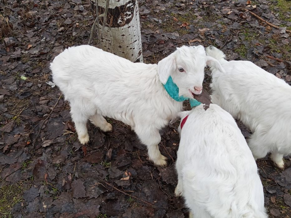 Продам козлята 1,5 месяцев