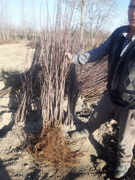 Яблоня м 106    .