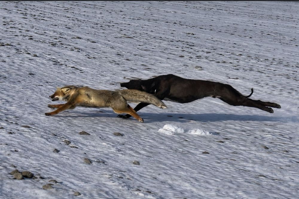 Казахская тазы щенки