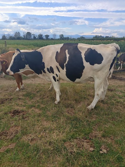 Vacă Holstein de vânzare