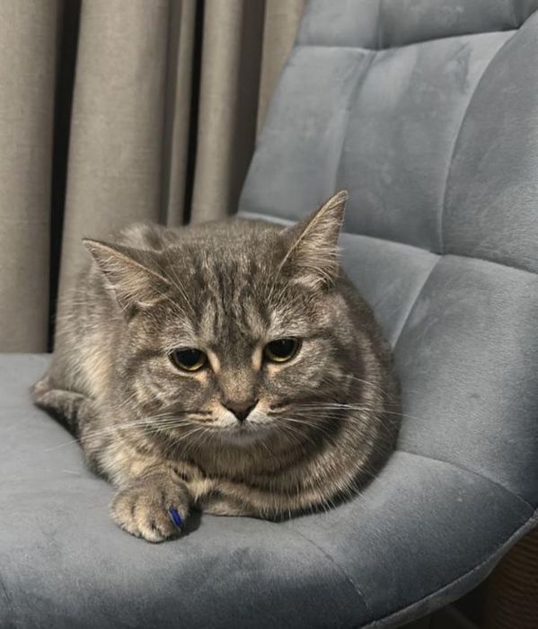 Кошка даром Полубританка