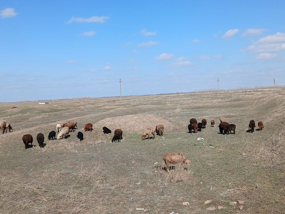 Қозлы қойлар сатылады