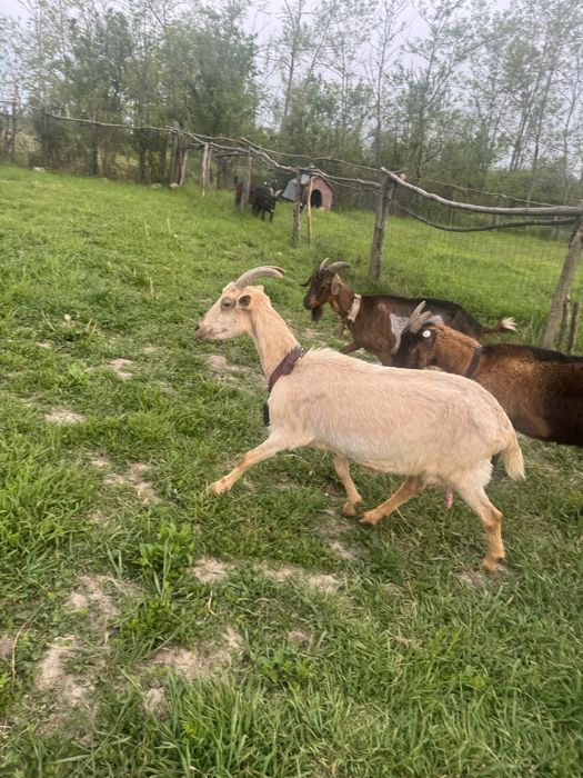 Capre bune  de lapte la a treia fatare