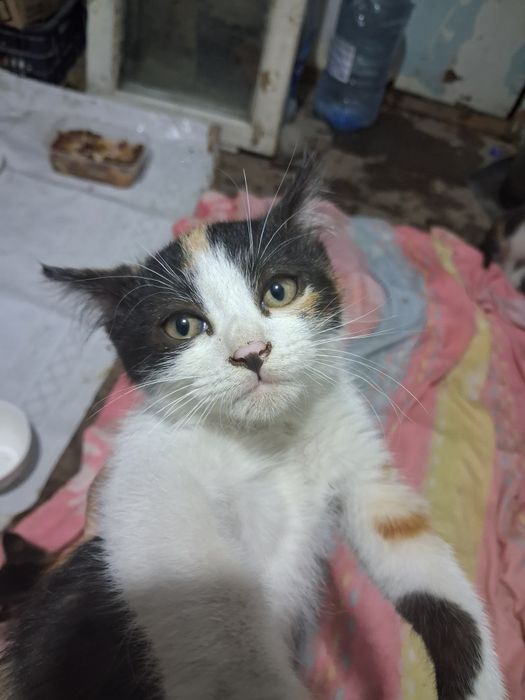 Маленькие Котята