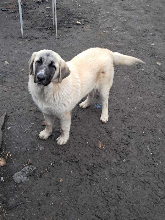 Vând câine ciobănesc