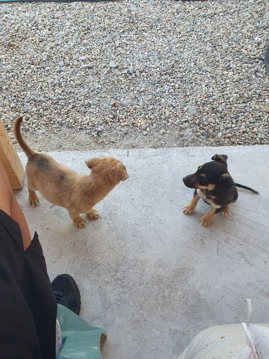 Donez metis jagd terrier