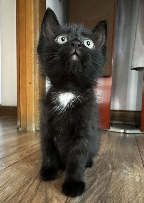 Котята ищут заботливых хозяев.