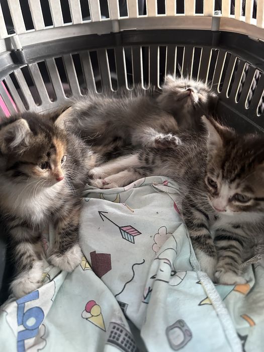 отдам котят в добрые руки.