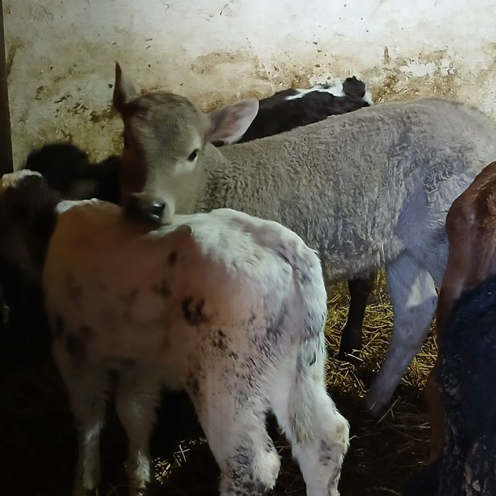 Taurasi și vitele angus și belga