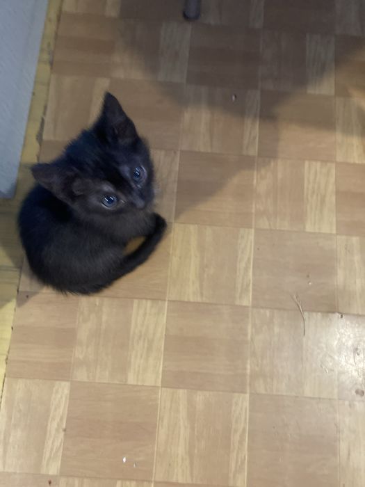 Отдам котят в добрые руки,