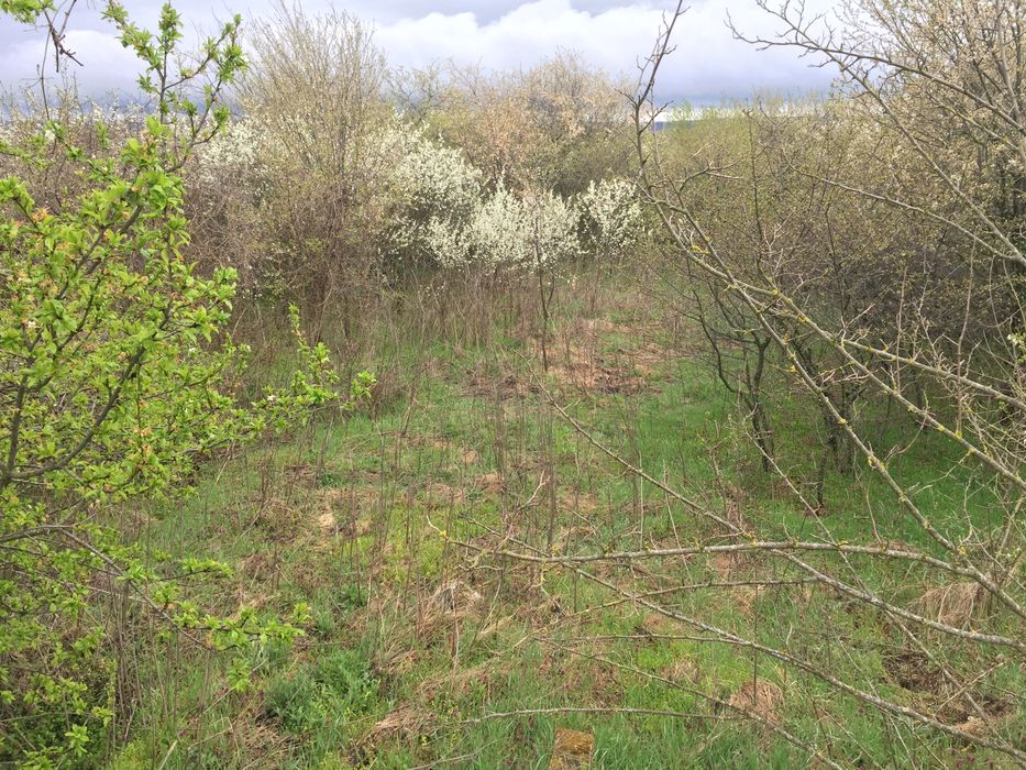 Продава се Парцел в с. Беджене, Област Шумен - 800 кв.м за 4 €/кв.м - Снимка #3