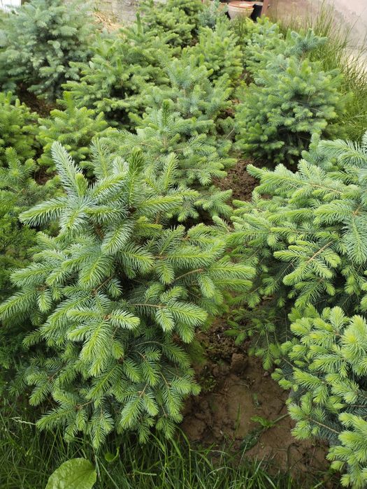 Продаются Голубые ели.!