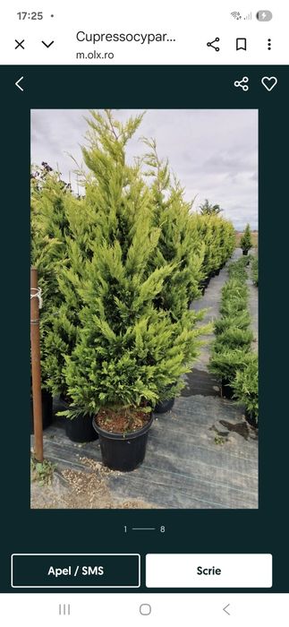 Tuia  leilandi chipaross