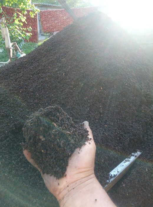 Калифорния кизил йомгир чувалчанглари сотилади