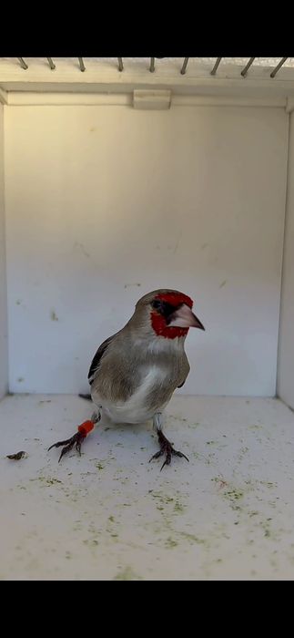 Sava norchala sotladi