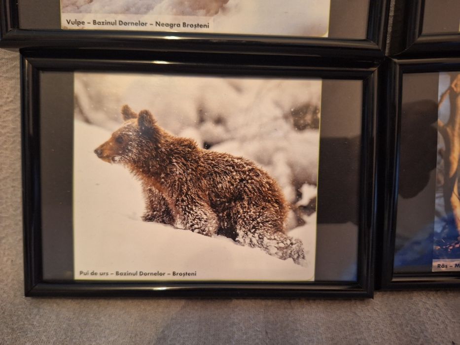 Set 6 tablouri animale 15/10 cm