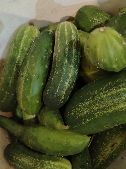 Продам огурцы домашние