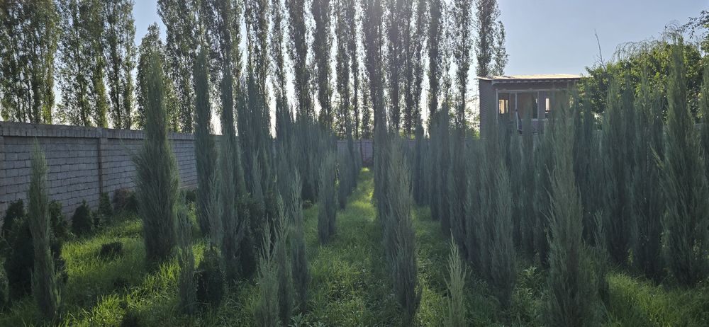 Archalar sotuda italya va mesni bor