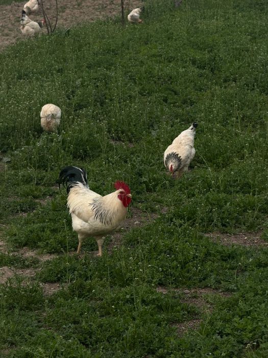 Адлер жұмыртқасы сатылады