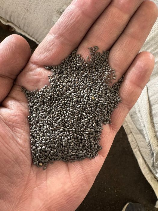 Семена ЛЮЦЕРНЫ!!! ЖОҢЫШҚА тұқымы!!!