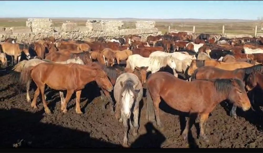 Крестьянское хозяйство