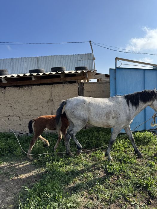 Құлынды бие //сауынды бие